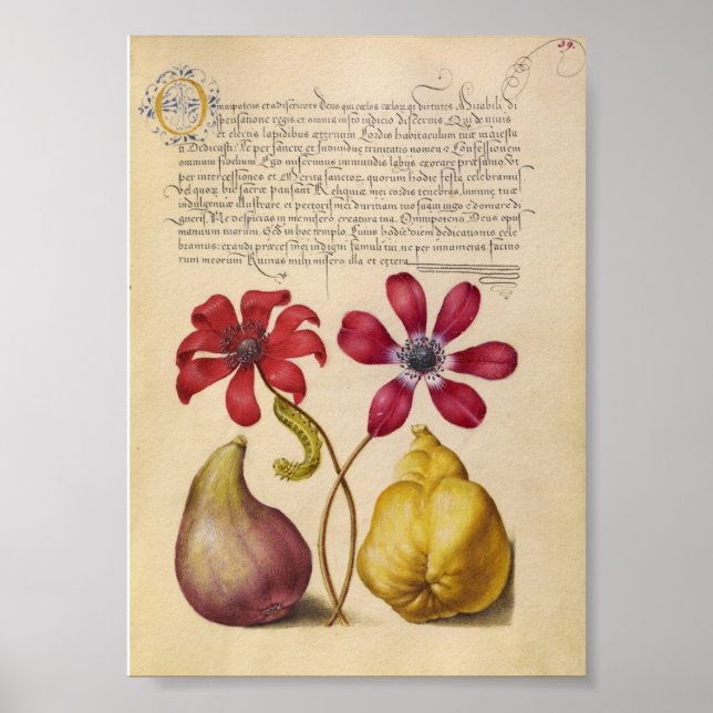 Póster Ilustracion botánico vintage (Frente)