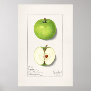 Póster Ilustracion botánico vintage
