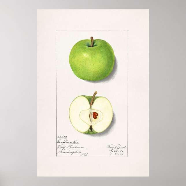 Póster Ilustracion botánico vintage (Frente)
