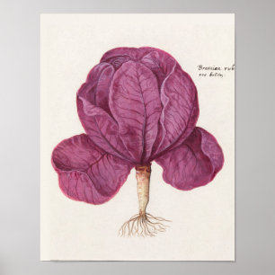 Póster Ilustracion botánico vintage