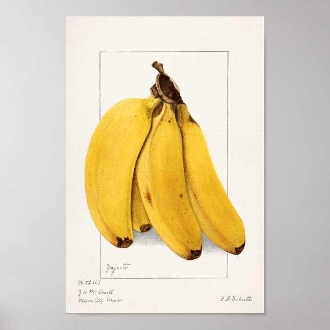 Póster Ilustracion botánico vintage (Frente)