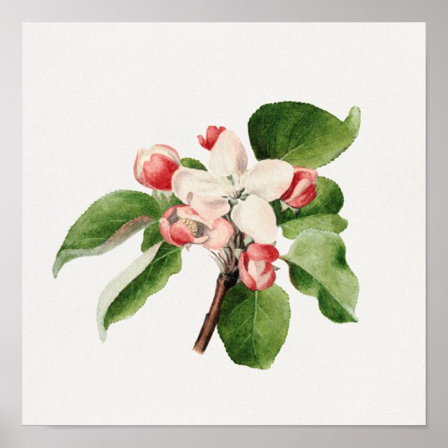 Póster Ilustracion botánico vintage (Frente)