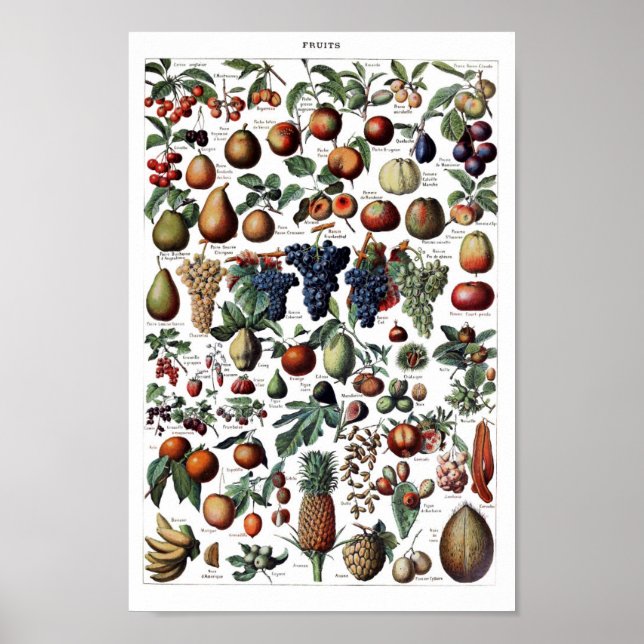 Póster Ilustracion botánico vintage (Frente)