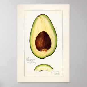 Póster Ilustracion botánico vintage