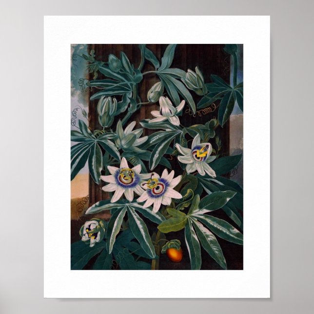 Póster Ilustracion botánico vintage (Frente)