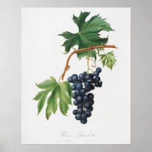 Póster Ilustracion botánico vintage