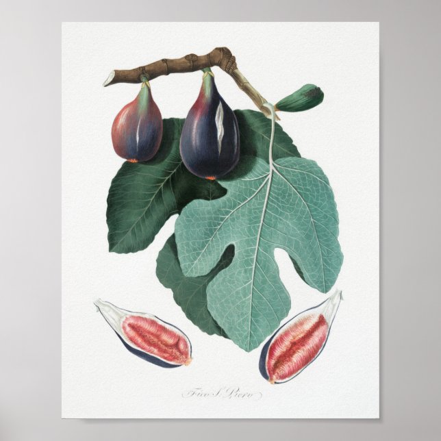 Póster Ilustracion botánico vintage (Frente)