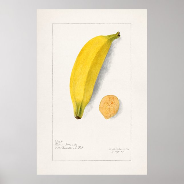 Póster Ilustracion botánico vintage (Frente)