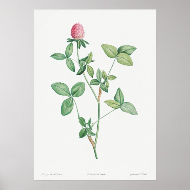Póster Ilustracion botánico vintage (Frente)