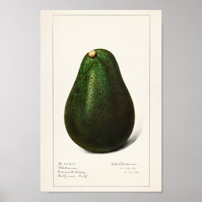 Póster Ilustracion botánico vintage (Frente)