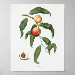 Póster Ilustracion botánico vintage