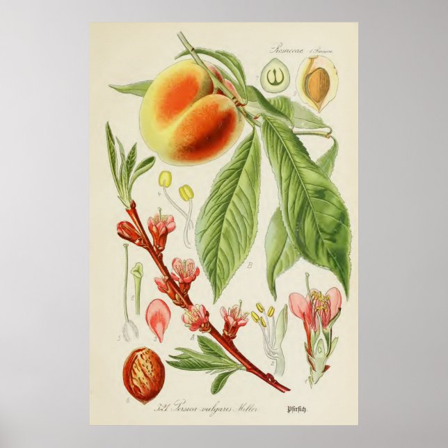 Póster Ilustracion botánico vintage (Frente)