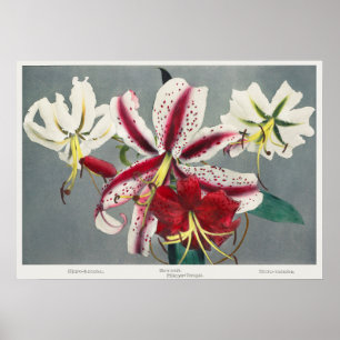 Póster Ilustracion botánico vintage