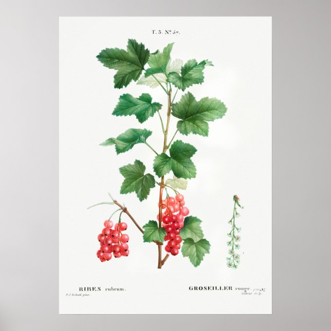 Póster Ilustracion botánico vintage (Frente)