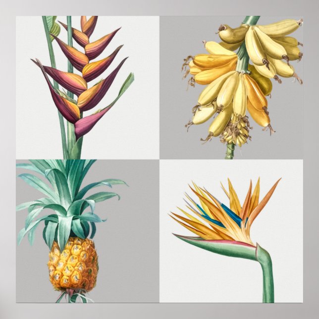 Póster Ilustracion botánico vintage (Frente)