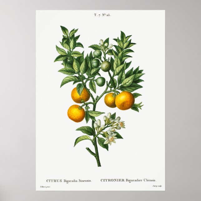 Póster Ilustracion botánico vintage (Frente)