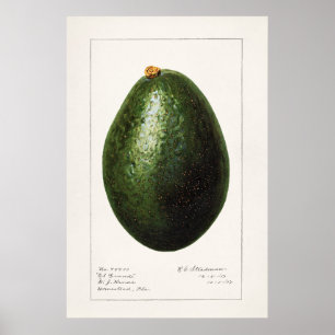 Póster Ilustracion botánico vintage