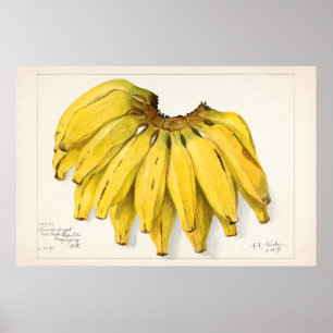 Póster Ilustracion botánico vintage
