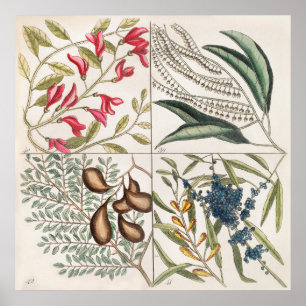 Póster Ilustracion botánico vintage