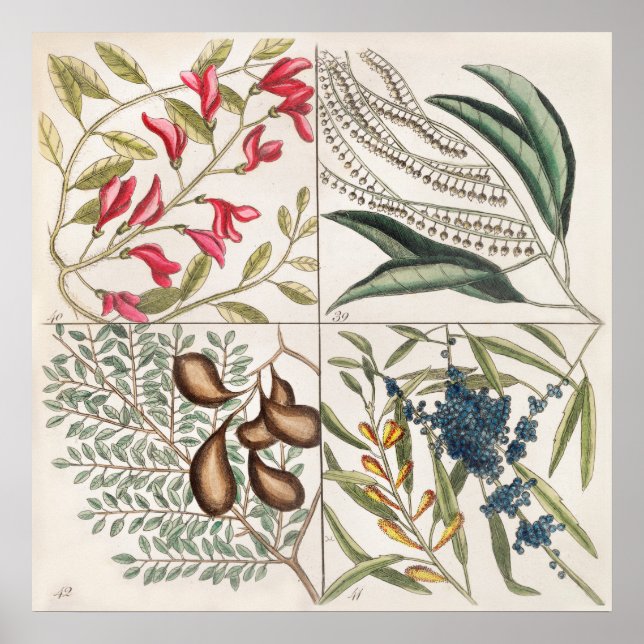 Póster Ilustracion botánico vintage (Frente)