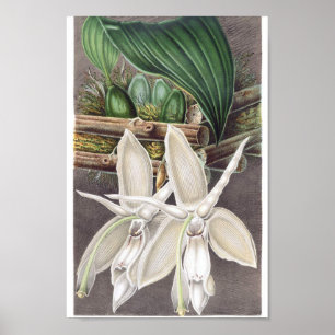 Póster Ilustracion botánico vintage