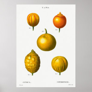 Póster Ilustracion botánico vintage