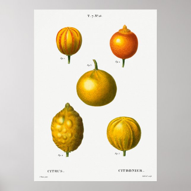 Póster Ilustracion botánico vintage (Frente)