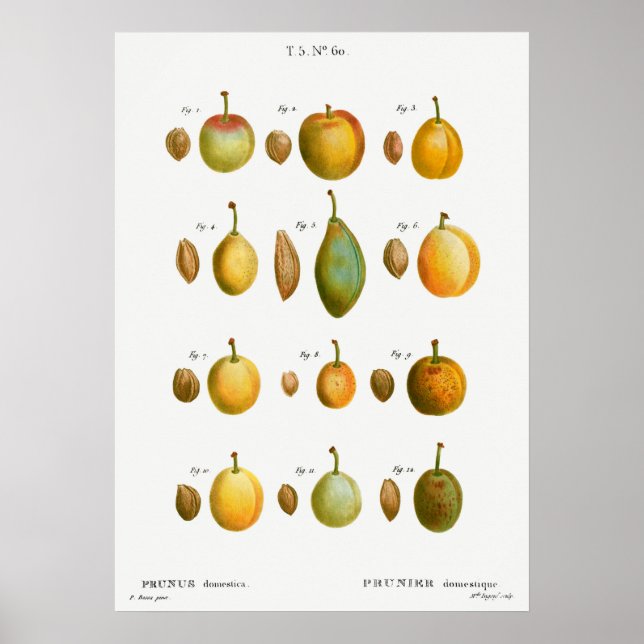 Póster Ilustracion botánico vintage (Frente)