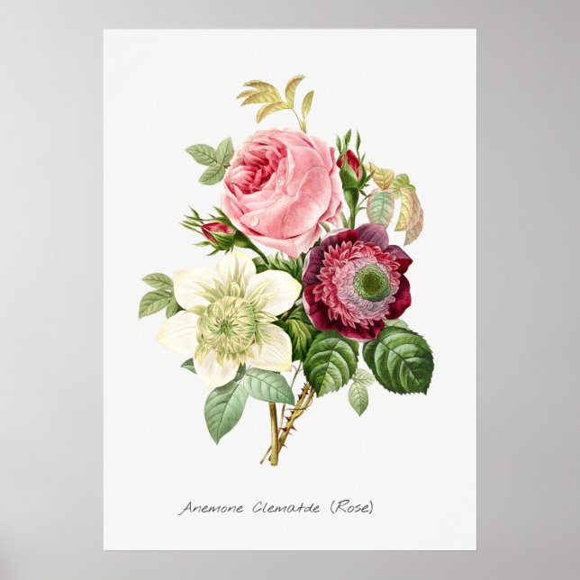 Póster Ilustracion botánico vintage (Frente)