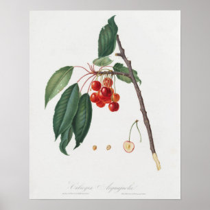 Póster Ilustracion botánico vintage