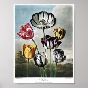 Póster Ilustracion botánico vintage