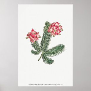 Póster Ilustracion botánico vintage