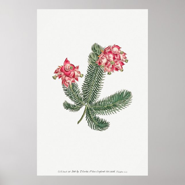 Póster Ilustracion botánico vintage (Frente)