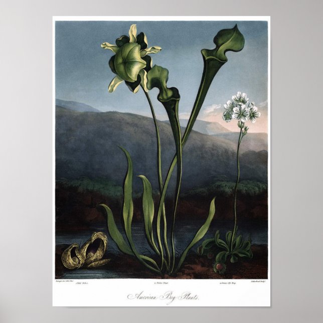 Póster Ilustracion botánico vintage (Frente)