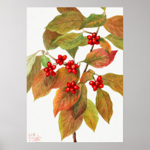 Póster Ilustracion botánico vintage