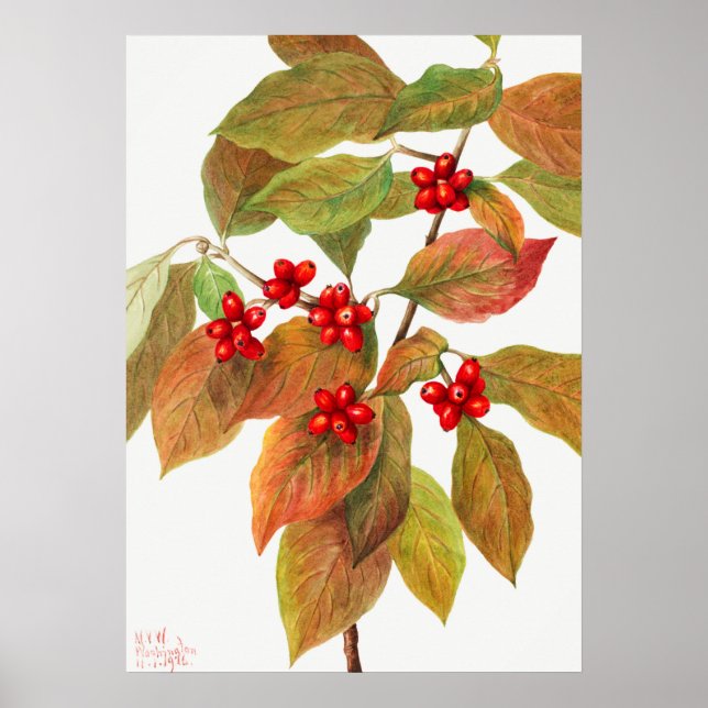 Póster Ilustracion botánico vintage (Frente)