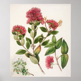 Póster Ilustracion botánico vintage