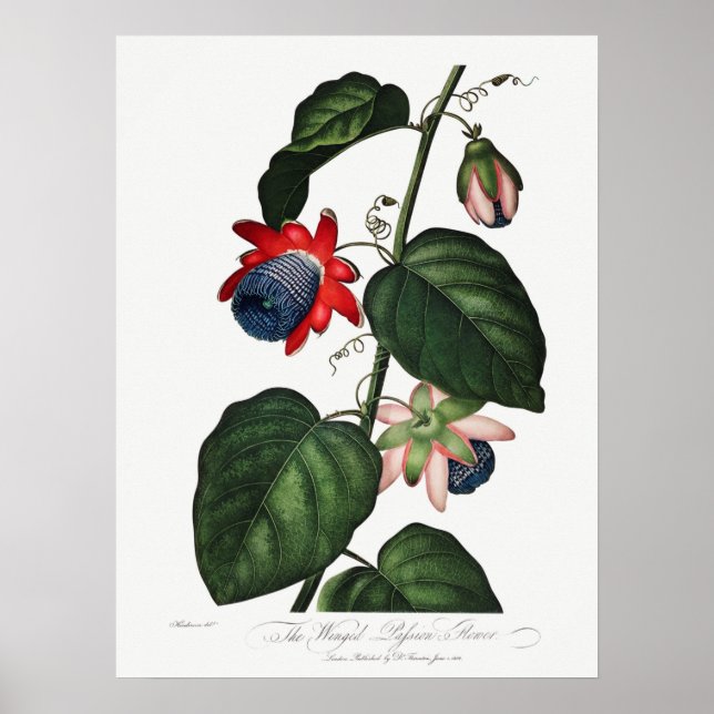 Póster Ilustracion botánico vintage (Frente)