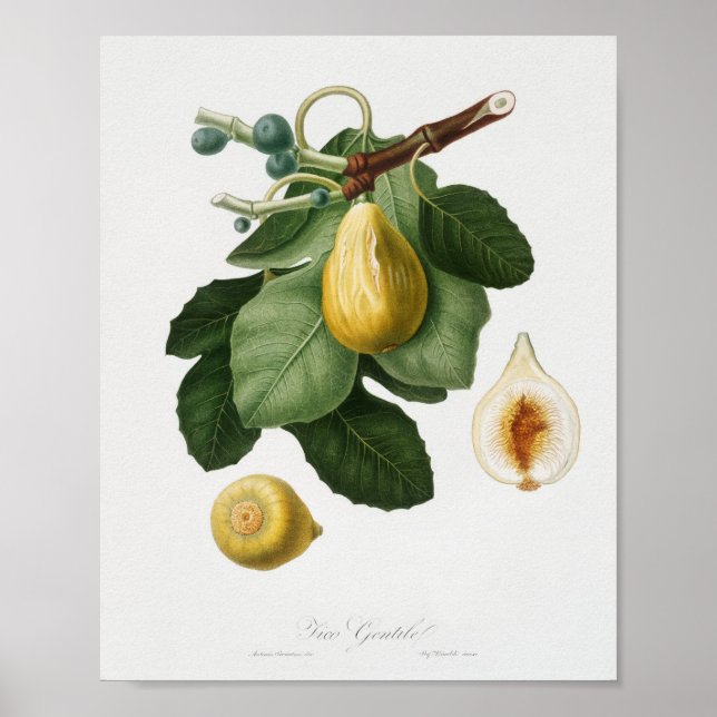 Póster Ilustracion botánico vintage (Frente)