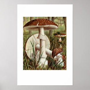 Póster Ilustracion botánico vintage