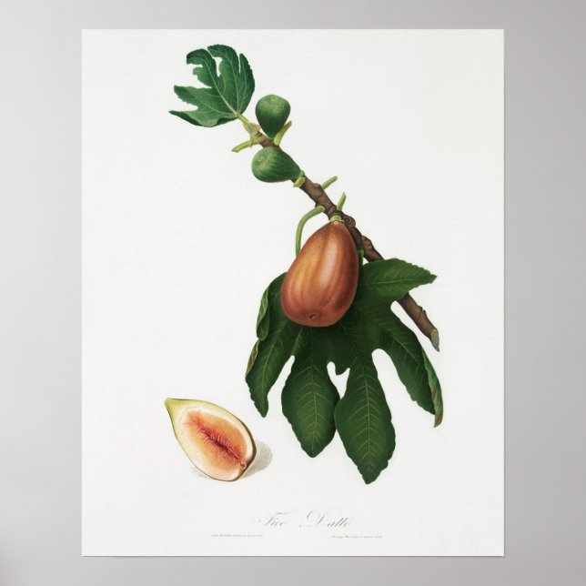 Póster Ilustracion botánico vintage (Frente)