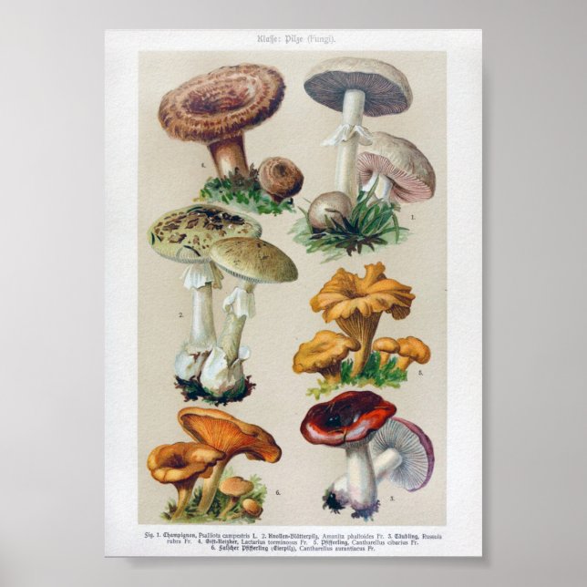 Póster Ilustracion botánico vintage (Frente)
