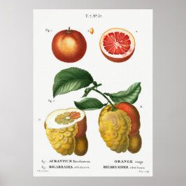 Póster Ilustracion botánico vintage
