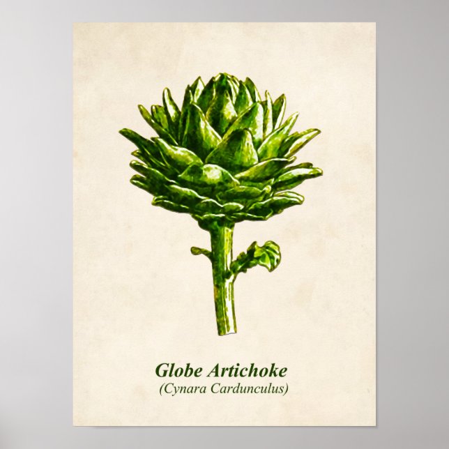 Póster Ilustracion Botánico Vintage, Artichoke (Frente)