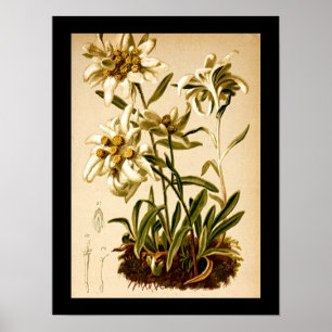 Póster Ilustracion Botánico Vintage de Edelweiss Flowers