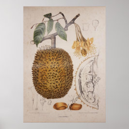 Póster ilustracion botánico vintage de fruta duria