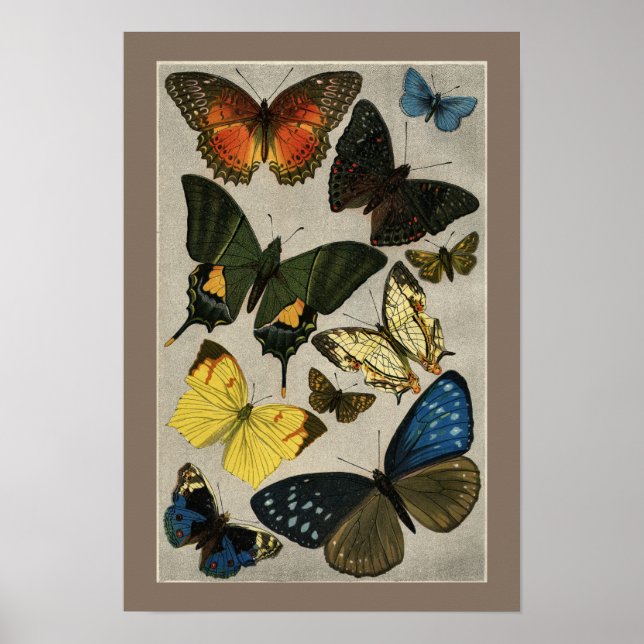 Póster Ilustracion Butterflies Vintage 1904 (Frente)