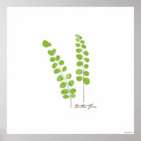 Ilustracion Button Fern | Fern Botanical Print