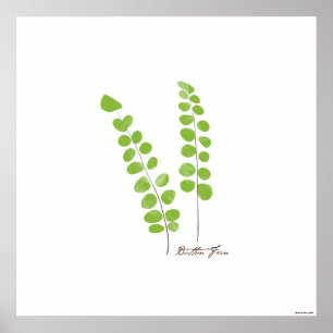 Póster Ilustracion Button Fern   Fern Botanical Print