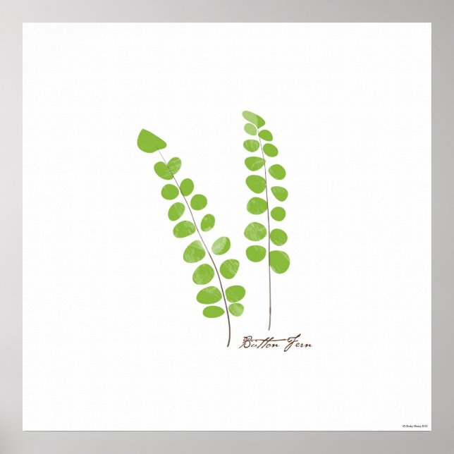 Póster Ilustracion Button Fern | Fern Botanical Print (Frente)